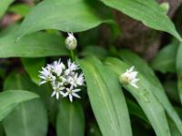 Bärlauch Blütendolde und zwei Knospen